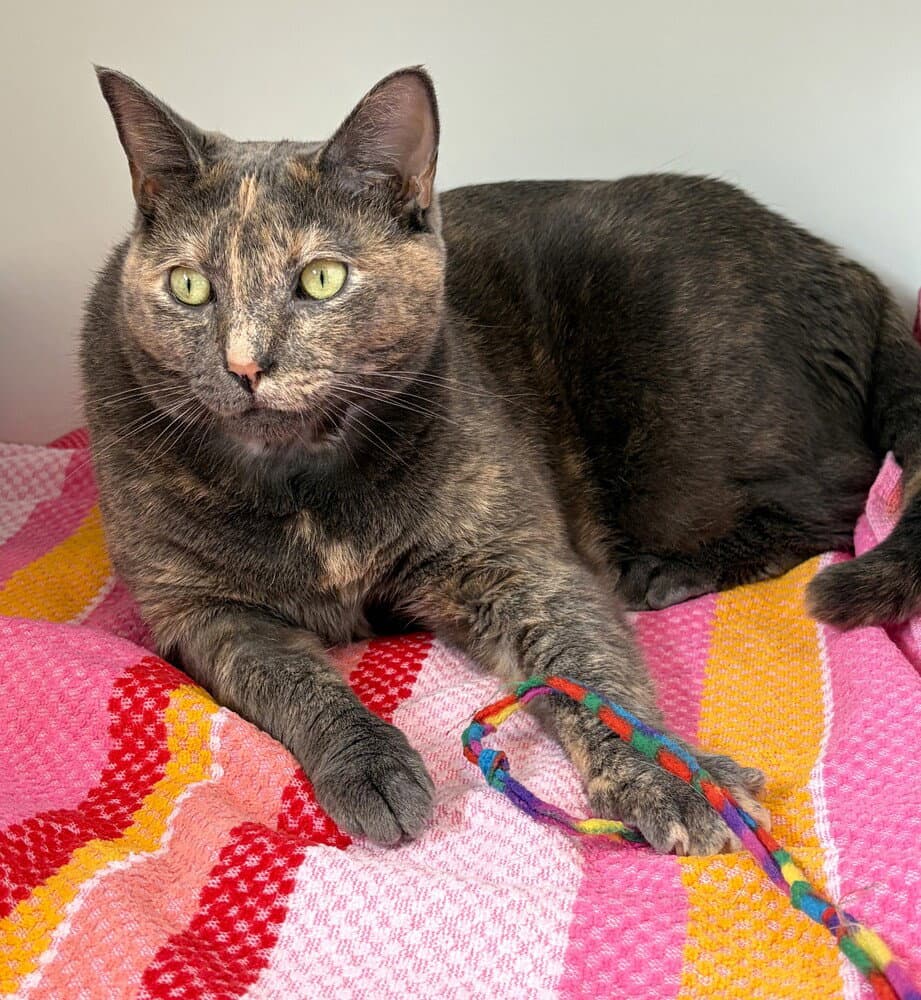 Willow - Domestic Short Hair