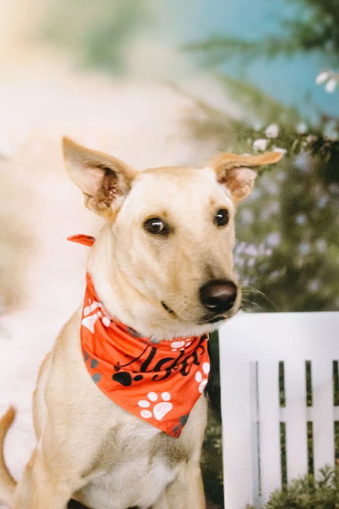 Snoopy Available - Shepherd