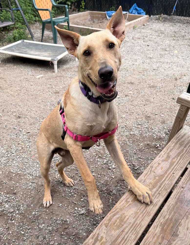 Snoopy Available - Shepherd