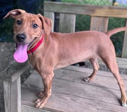 Cinnamon Available image 1