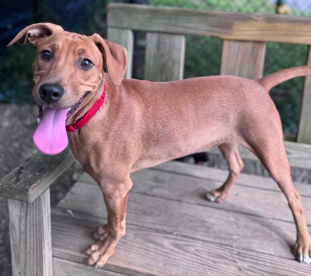Cinnamon Available - Unknown