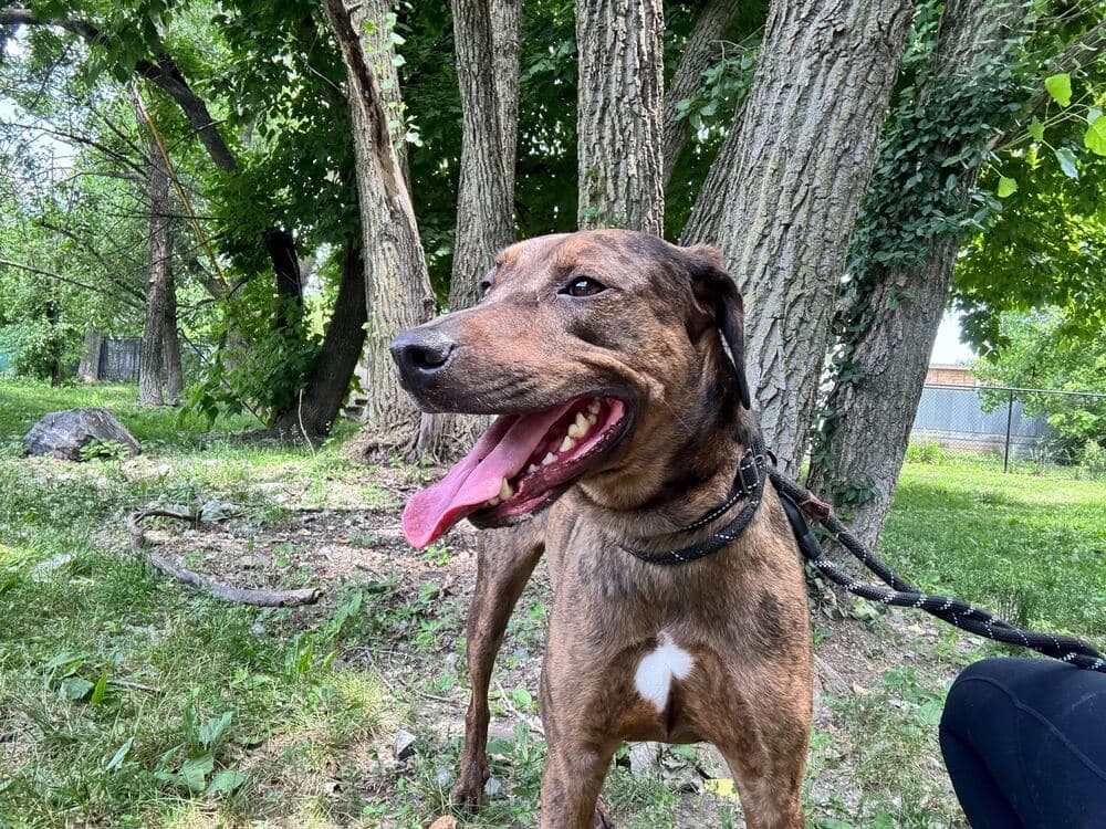 Buzz - Catahoula Leopard Dog