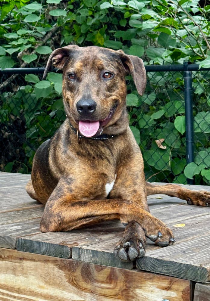 Buzz - Catahoula Leopard Dog