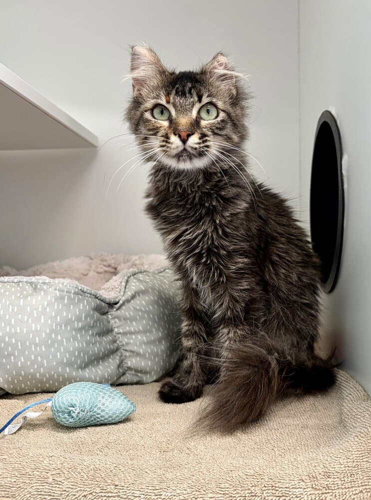 Olympia - Available - Domestic Medium Hair