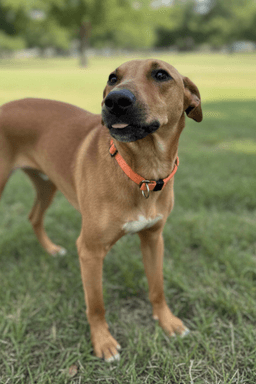 Lucy image 2
