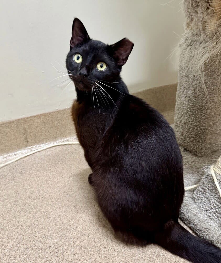 Laurent - Domestic Short Hair