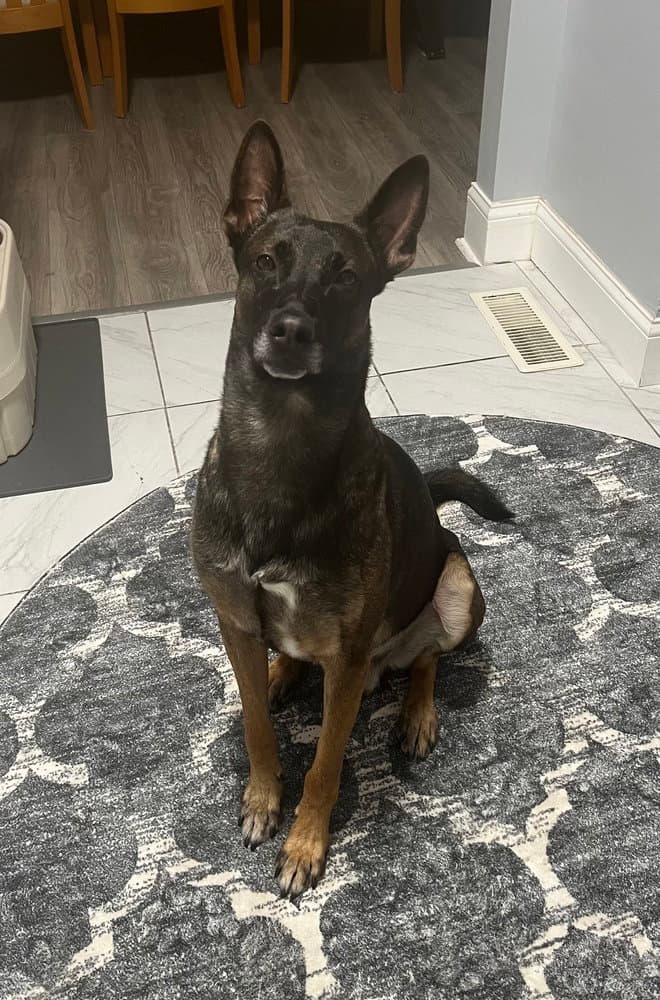 Jett Courtesy Post - Belgian Shepherd Malinois