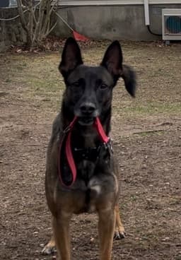 Jett Courtesy Post image 3