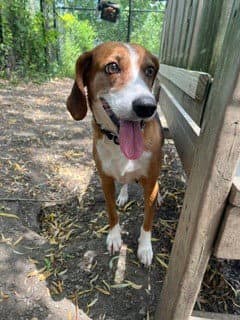 Sally - Beagle
