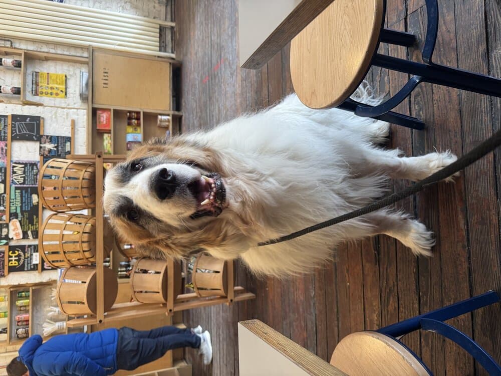 Donny Courtesy Post - Great Pyrenees