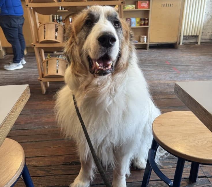 Donny Courtesy Post - Great Pyrenees