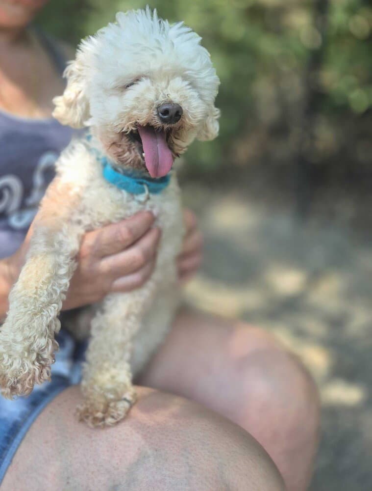 Mulder - Poodle (Miniature)