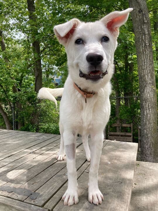 Dipity - Labrador Retriever
