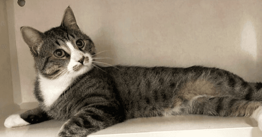 Salem - Domestic Short Hair