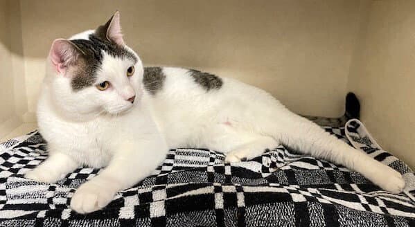 Nino - Domestic Short Hair