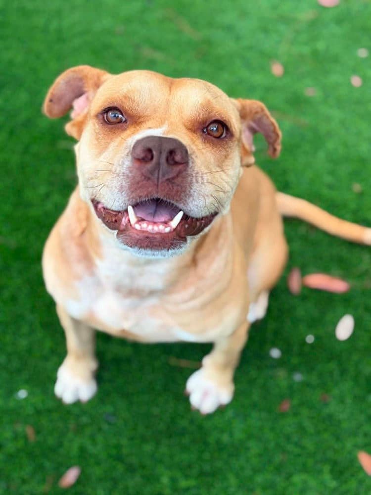 Shiloh Available - Bulldog