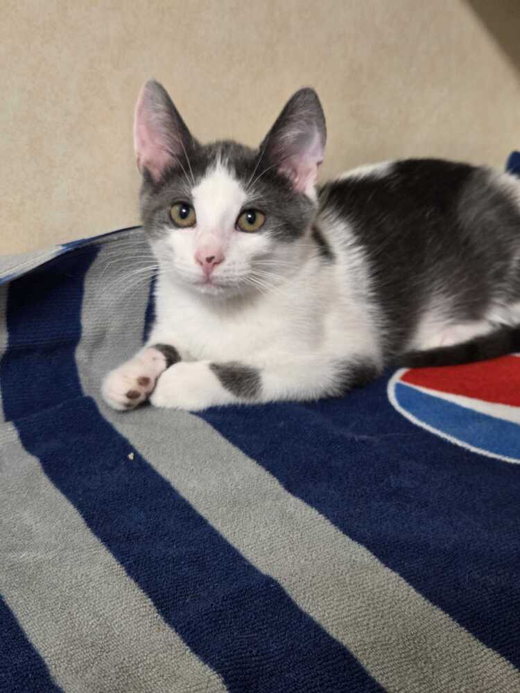 Patrick - Domestic Short Hair