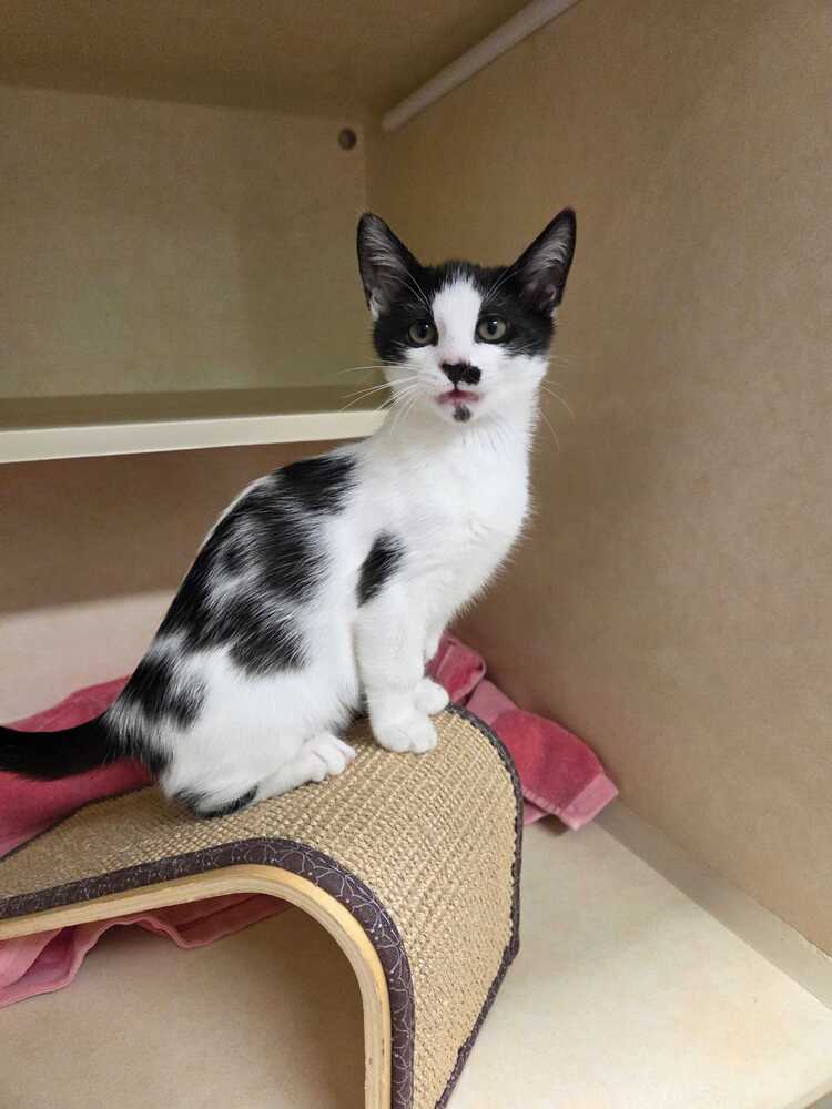 Chastity - Domestic Short Hair