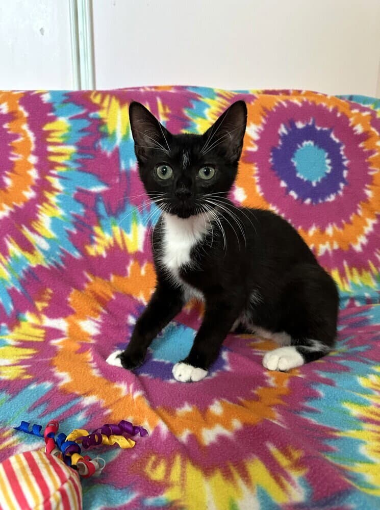 Jason Bourne - Available - Domestic Short Hair