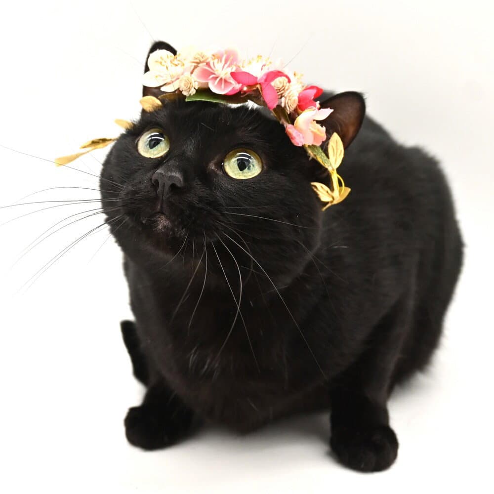 Bombay - Domestic Short Hair