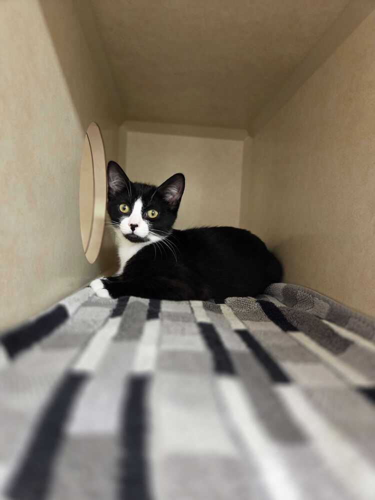 Remi - Domestic Short Hair