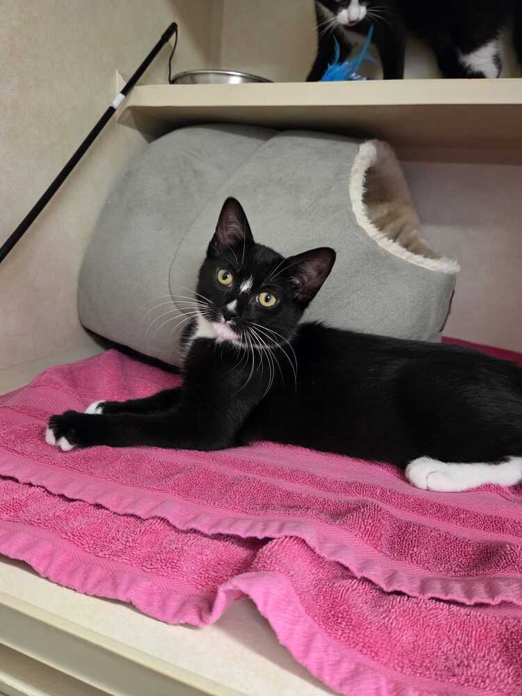 Romeo - Domestic Short Hair