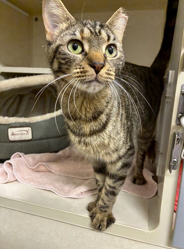 Kitty Soprano - Available - Domestic Short Hair