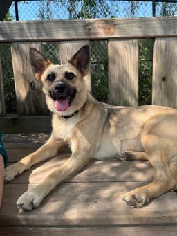 Kitty Available image 2