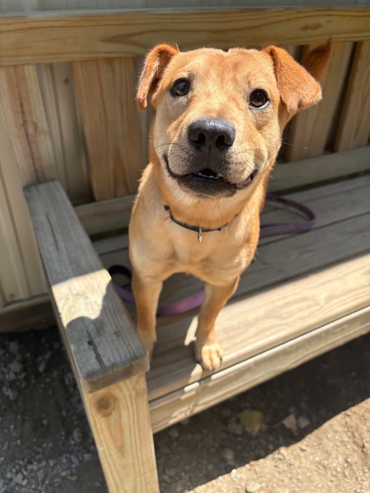 Jazzy Available - Unknown