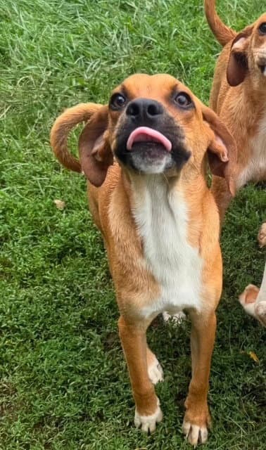 Pumbaa Available - Terrier