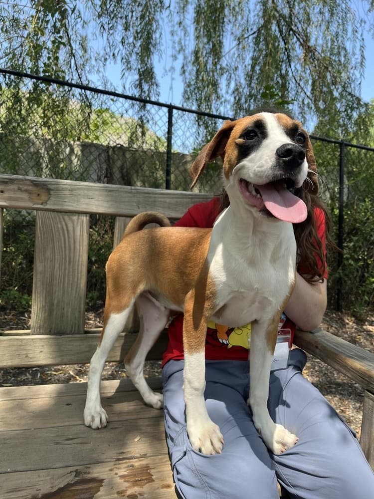 Mufasa Available - Terrier