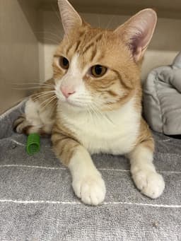 Cody - Available image 3