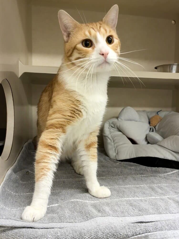 Cody - Available - Domestic Short Hair