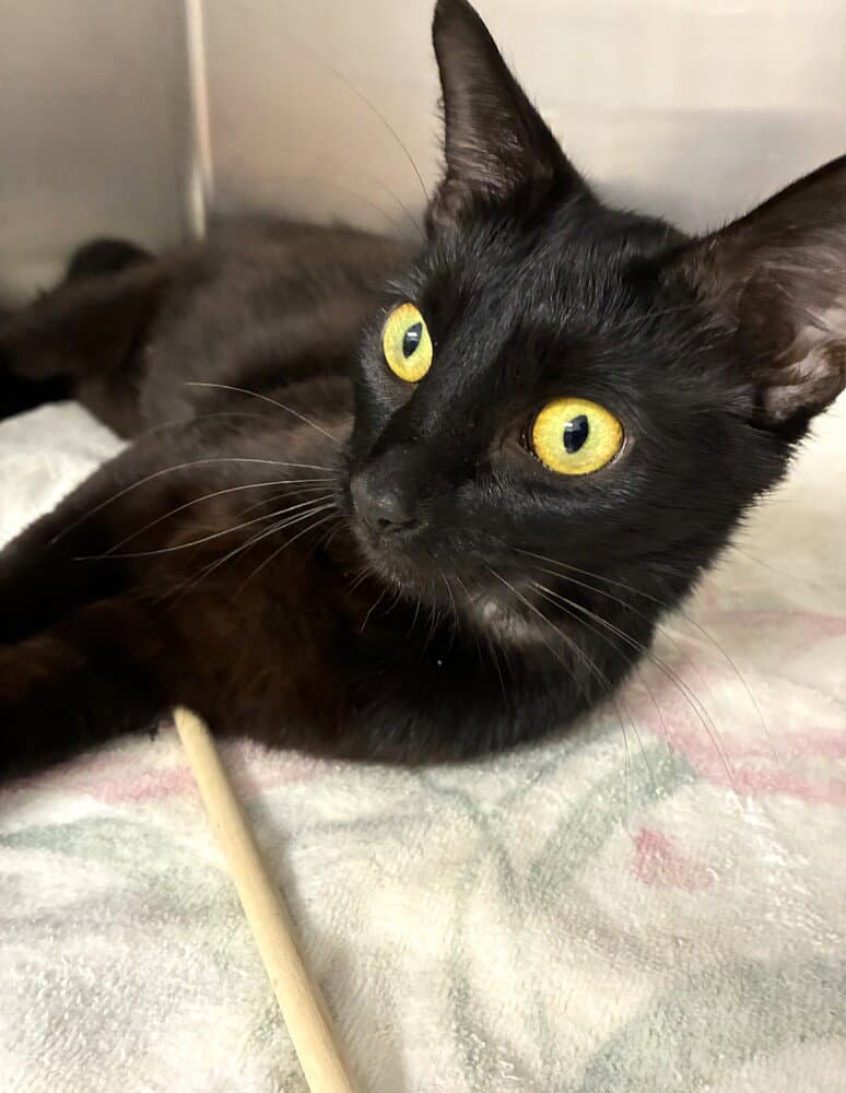Suzie Q - Domestic Short Hair