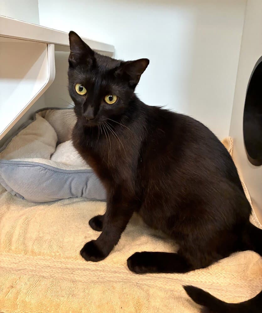Suzie Q - Domestic Short Hair