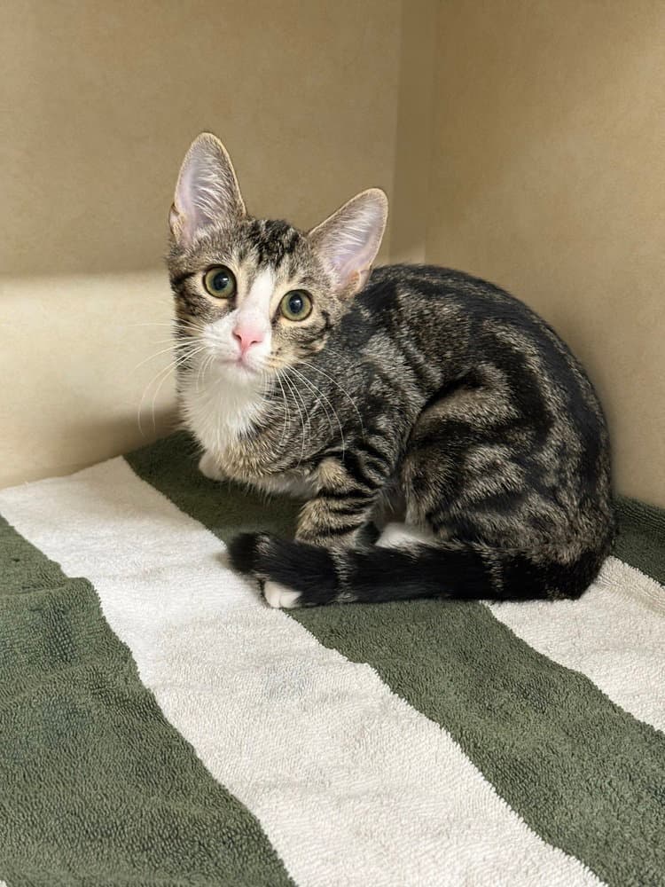Brunson - Domestic Short Hair