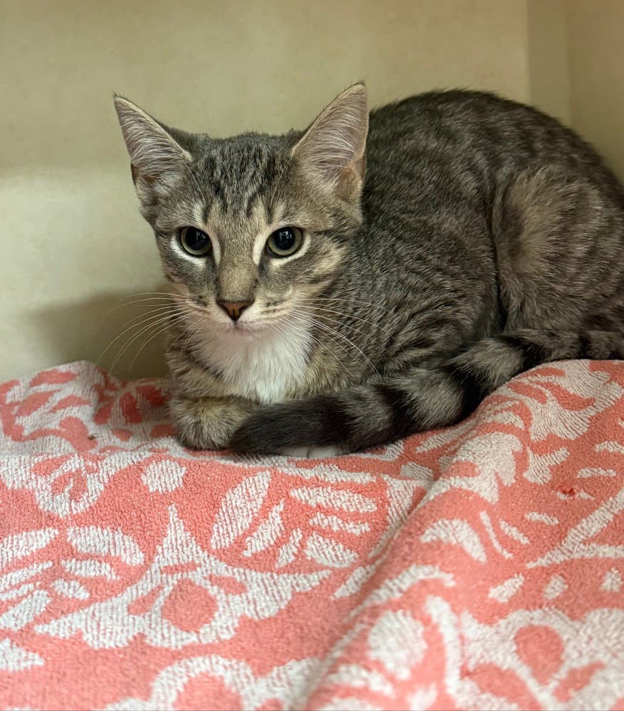 Og - Domestic Short Hair