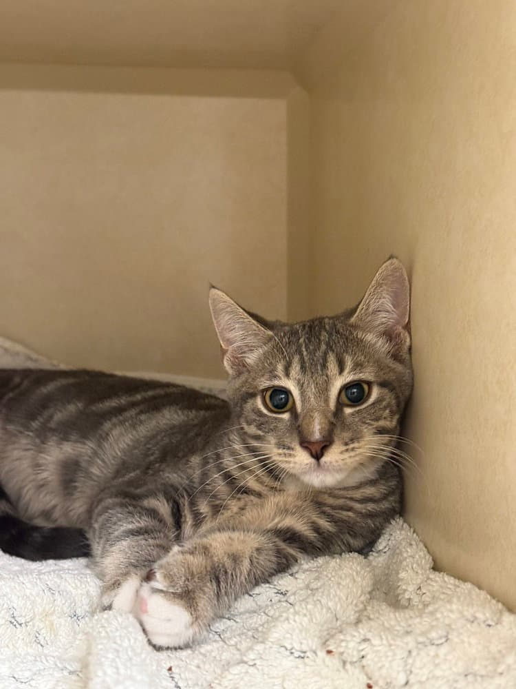 Hart - Domestic Short Hair