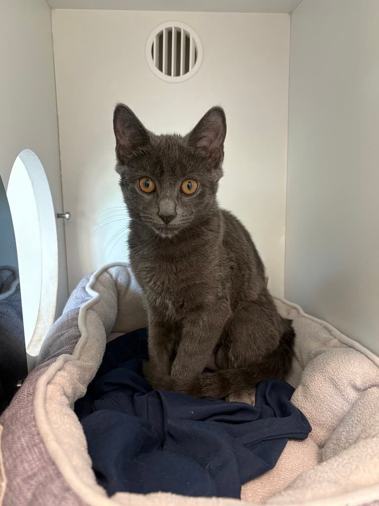 Professor Sheldon Oberon - Domestic Short Hair