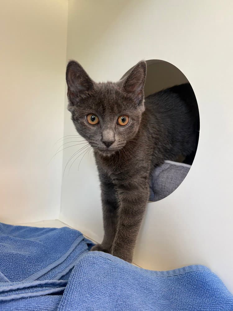 Ruby Roundhouse - Domestic Short Hair