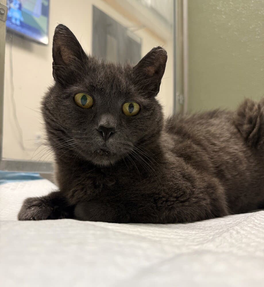 Persephone - Domestic Short Hair