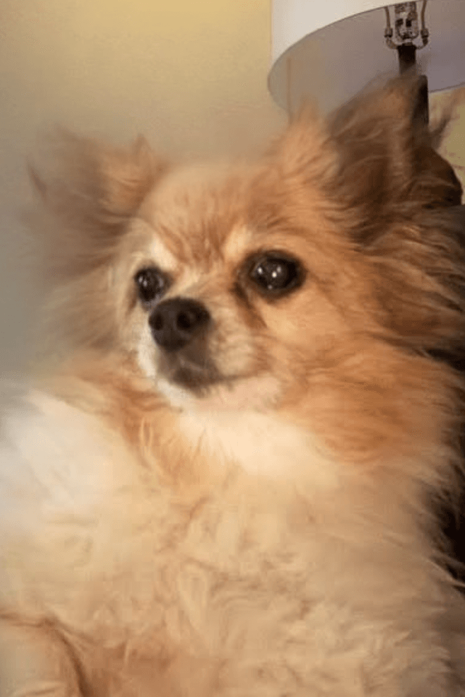 Dutchess - Pomeranian