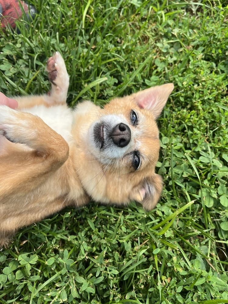 Dutchess - Pomeranian
