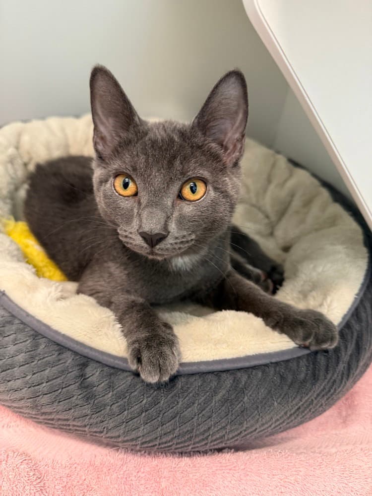 Dr Xander Smolder Bravestone - Domestic Short Hair