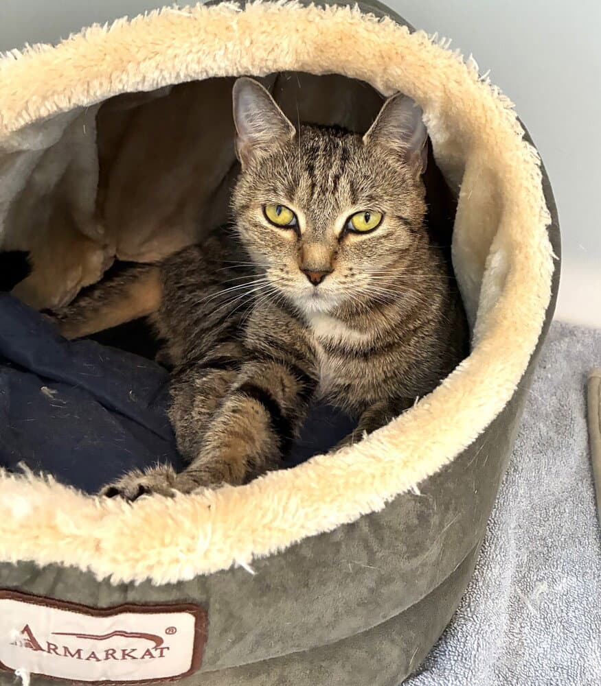 Ciao Bella - Domestic Short Hair