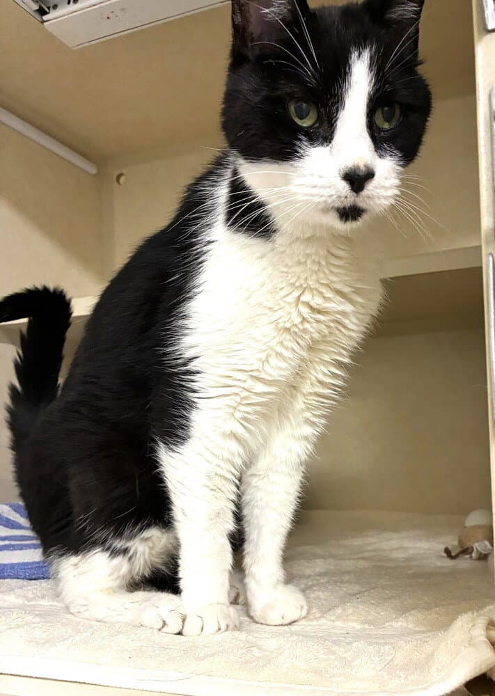 Paolo - Domestic Short Hair
