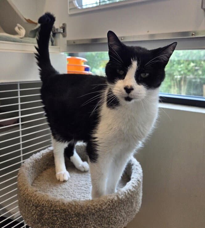 Paolo - Domestic Short Hair