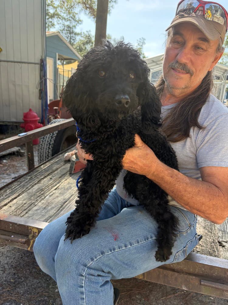 Toby Available - Poodle (unknown type)