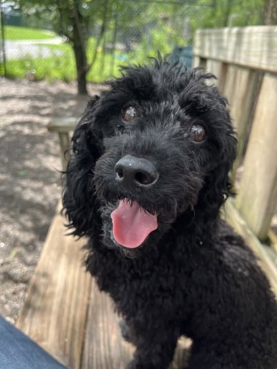 Toby Available - Poodle (unknown type)