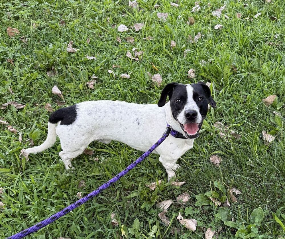 Oreo Available - Labrador Retriever